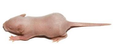 Topi di varie dimensioni a Pezzo