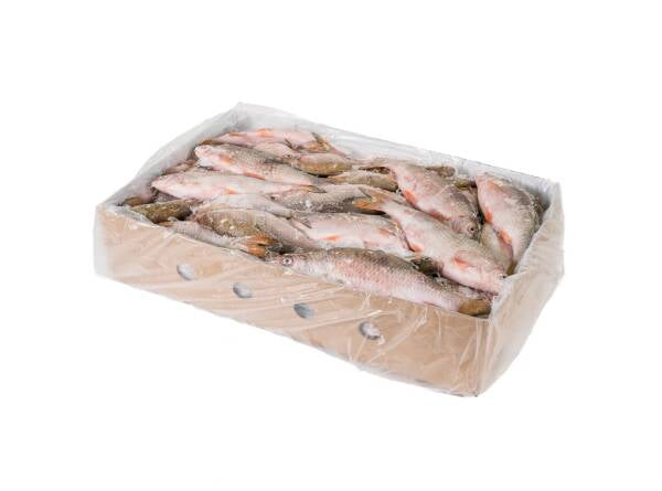 Pesce Acqua Dolce 15-20cm Congelato