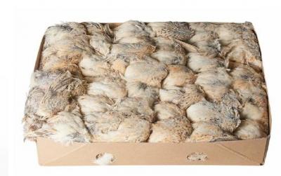 Quaglie congelate 170-200g